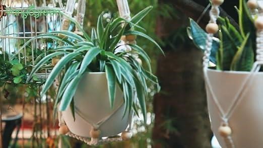 Macrame plant hanger hanging planter