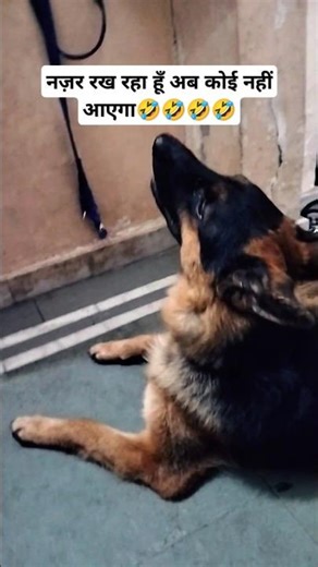 अंडरकवर अफसर😊#viral#funny#gsds#germanshepheard#shorts#trending#ytshorts #reach #fun #babyshorts