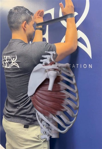 Strong shoulders aren’t built by just pressing more weight. They’re built by owning your shoulder blade. These are a few exercises I commonly use with athletes to build: • shoulder blade control • stability through range • strength overhead When the scapula and rotator cuff work together, your shoulder can tolerate heavier lifting, harder training, and fewer setbacks. Rehab that translates to lifting and sport. 💪🏽 Follow for more tips on building resilient, high-performing shoulders.