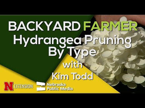 How to Prune 5 Types of Hydrangeas Without Losing Blooms
