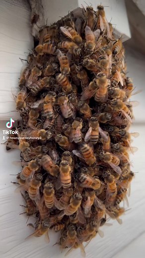 Do you know that honeybees dance? | How’s Your Day Honey