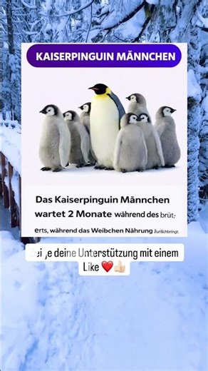 Unglaubliche Vaterliebe! Kaiserpinguin wartet 2 Monate fürs Baby 🐧❤️