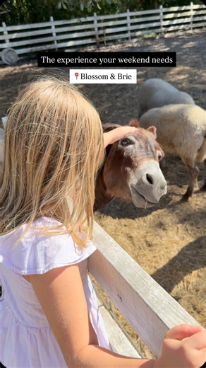 At Blossom & Brie, it’s never just about the meal - it’s about the day you make of it. After you eat, take your time and wander the property. Say hello to the pigs, mini donkeys, sheep, chickens, chicks, and cows. 🐄 Watch kids light up, conversations slow down, and weekends start to feel the way they should. 🐓🌾 This is a place to linger, to connect, and to step away from the rush for a while. Thoughtful food, fresh air, and simple moments that turn into memories. The experience your weekend n