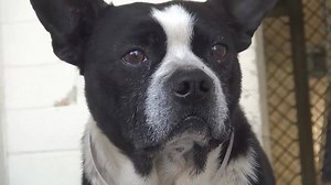 2.7K views · 281 reactions | FINN is adorable and he is looking for...