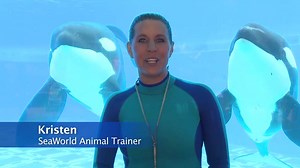 67K views · 1.7K reactions | How's Tilikum the killer whale doing? He's doing great! Watch this recent video of Tili and Trua interacting. Have a question of your own? Learn more at www.AskSeaWorld.com. | SeaWorld | Facebook