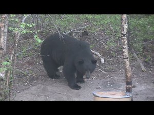 BIG BOAR ON THE LAST DAY!