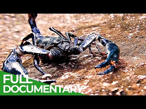 The Great Desert Race | Race of Life | Episode 3 | Free Documentary Nature