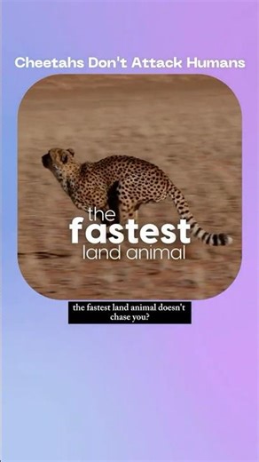 Why Cheetahs Don’t Attack Humans! #facts #animals #cheetah #science #knowledge