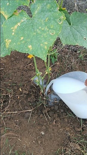 The Best Fertilizer for Plants