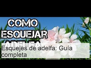 Esquejes de adelfa, cómo hacerlo y cuándo