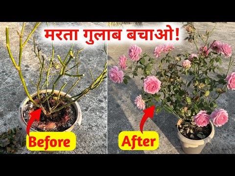 Dying rose will come back to life instantly | How to save rose from scale insect | How to save dy...