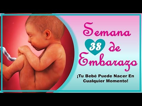❤️ WEEK 38 OF PREGNANCY🤰 ❤️ ⏩ PREGNANCY WEEK BY WEEK ⏩ Baby's Development and Evolution 👶🏻