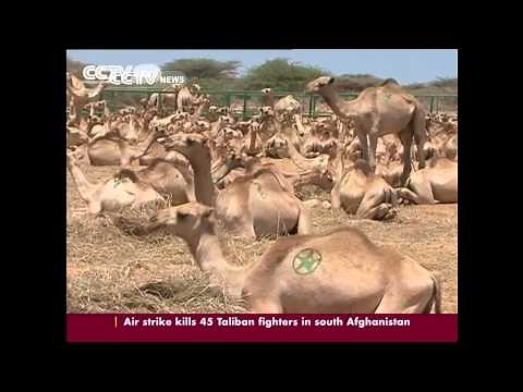 Somalia's love for the camel