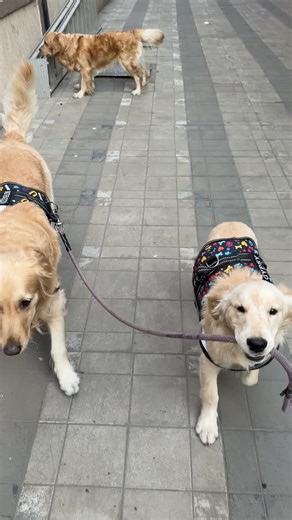Jimmy Andgypsy on Instagram: "POV: You said “only a short walk” 😭🐾 Ended up negotiating with two golden bosses who refuse to go back home. One pulls. One smiles. Both win. I lose… happily 🥲💛 Dog parents—be honest👇 Does your “short walk” ever stay short? #dogsofinstagram #jimmyandgypsy #puppylove #dogreels #petreels"