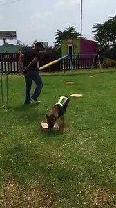 76K views · 641 reactions | dog detection training at Canine Academy A sniffer dog specially trained to locate illicit drugs or explosives by using its sense of smell. | MARIO's K9 dog training center | Facebook