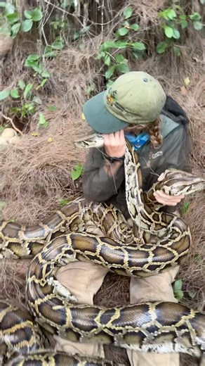 TWO invasive Burmese Python nests at once?! + infinite mosquito glitch…go watch our new video 🐍🥚🦟