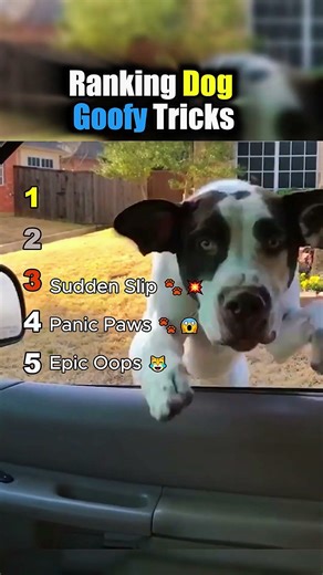 Ranking Dog Goofy Tricks 🤪🐶 Funny Dog Skills || #dogshorts #funnydogs ‪@PawPals3‬