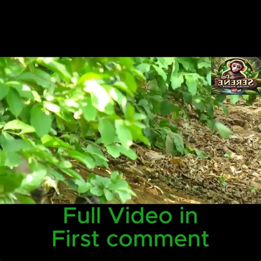 3.8K views · 33 reactions |  Innocent Play Gone Wrong! Kidnapper Monkey Catches Tiny Baby and Pulls Him into the Water! | Cute Babies Monkey | Facebook