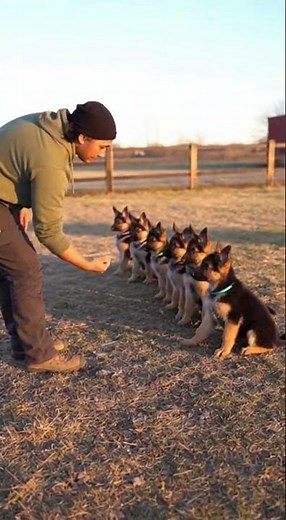 Day 1 German shepherd k9 puppies training Watch their first sit command #k9 #puppies #training