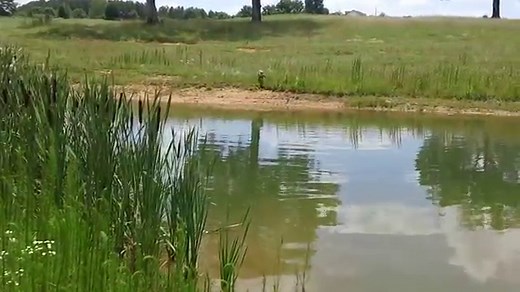 What Were Poodles Bred For? - Past Jobs, Roles & History