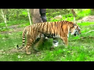 How Humans Perception of Tigers Has Shifted Over Time?