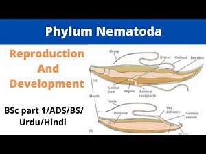 Phylum Nematoda reproduction and development