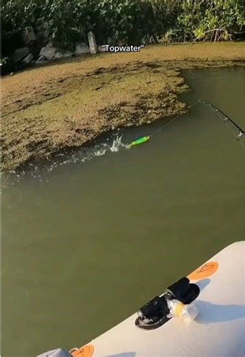 Catfishing Techniques with the Whopper Plopper