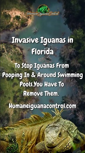 IGUANA FAQ 8) Iguana Poop In Swimming Pools: How To Stop Them!