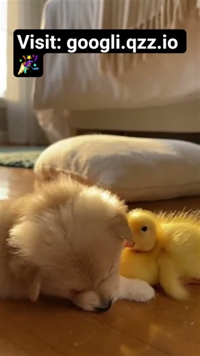 Baby Duck in Slipping Beanie Gets Puppy Help – Cutest Cuddle Ever! 😍🐥🐶