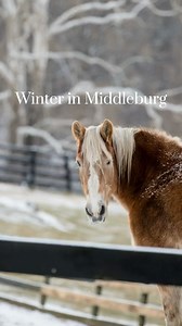 2K views · 40 reactions | Experience the enchantment of winter in Middleburg! ❄️✨ Stroll along lantern-lit streets, pop into our cozy shops filled with holiday cheer, and enjoy a quiet moment by the fire as the season’s magic fills the air. Winter brings a special kind of warmth to our historic town—come feel it for yourself. ❤️☕️ What's your go-to spot in town to visit this winter? | Town of Middleburg | Facebook