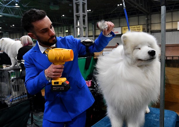 Petition to strip Crufts 2026 'Best in Show' winner of title after animal cruelty conviction exposed 'formally sent to organisers'