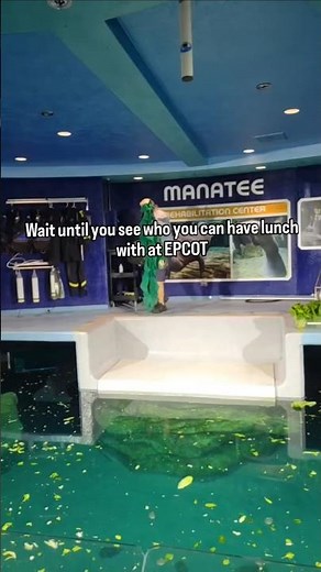 Hidden EPCOT Spot Manatees Eating Lunch 🥬💚