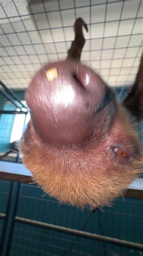 #sloths #pawsitivelywildanimalencounters #trend