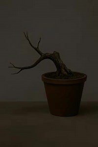 simple bonsai sketch ☕️🙏 #bonsai #tree #illustration | Adi Sani