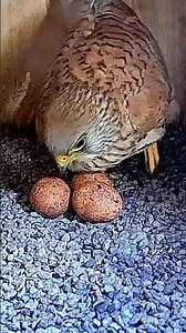 Congrats! 🎉 Egg #3!