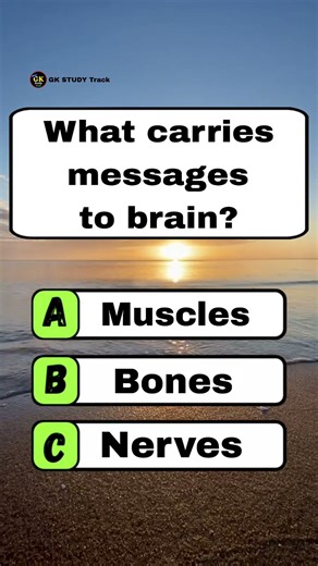 What carries messages to brain? #quiz