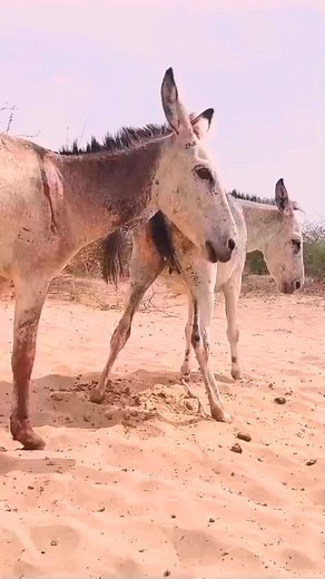 97K views · 354 reactions | Love Donkey ! . . . . . . #donkeys #donkeylove #donkey #donkeykong #donkeysofinstagram #donkeysoftiktok #donkeyrescue #loveanimals #animals #animallover #funnyanimals #wildlife #reelsfypシ #reelsvideoシ | Donkey2 | Facebook