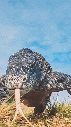 What’s a trip to Komodo really like? A little hike here, a little...
