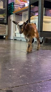 58K views · 503 reactions | I NEED THESE GOATS GONE NOW! We DO have...