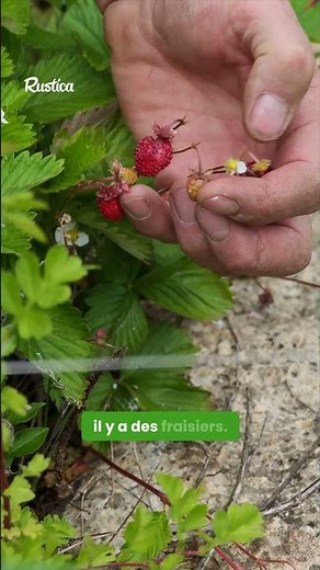 Alerte fraises mutantes : le guide de survie !