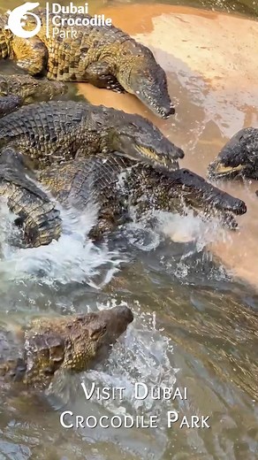 Unlock the wonders of crocodiles! Embark on a 200-million-year journey through time in a unique crocodile museum, aquarium and semi-shaded outdoor park. | Dubai Crocodile Park