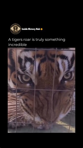 Inside History Hub | Tigers have a roar that is much more than just a loud noise. It can reach 114 decibels, creating a deep vibration that travels for miles to... | Instagram