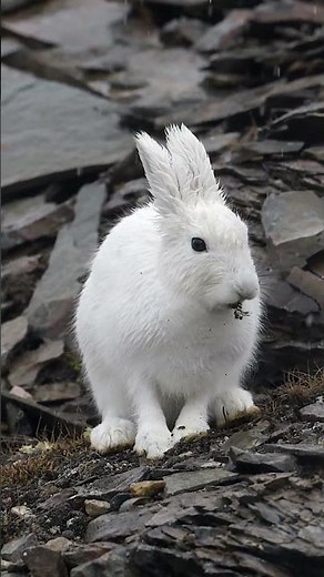 Arctic Hare Surviving the Snowfall ❄️ | Greenland Wildlife in 4K