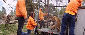 1.6M views · 12K shares | Video of the Day! What goes into rescuing animals on a constant basis? Just watch! Please Share! | The Wild Animal Sanctuary | Facebook