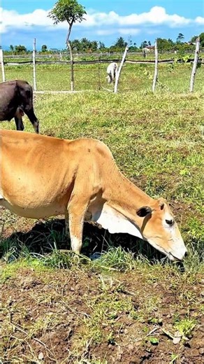 Video gembala sapi #cow #yt #sapilucu #cattle #animals #sapimakan #farming #yt #reels