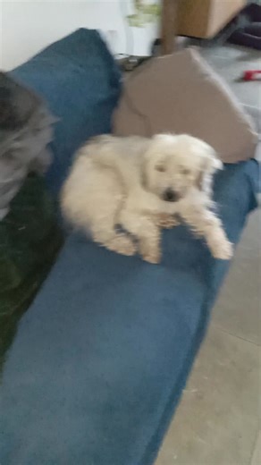 Visite du matin chez ma petite tribu 🐕🐕🐕😻💞 | Pet nounou