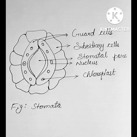 Stomata diagram
