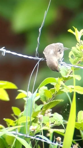 golinha. Sporophila albogularis. White-throated Seedeater.