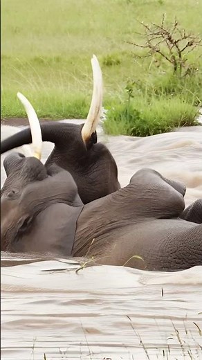 elephants in water: wild moments captured cinematically #elephants #waterwildlife #naturecinema