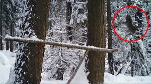 Watch a young bobcat adorably fail in snowy Washington woods